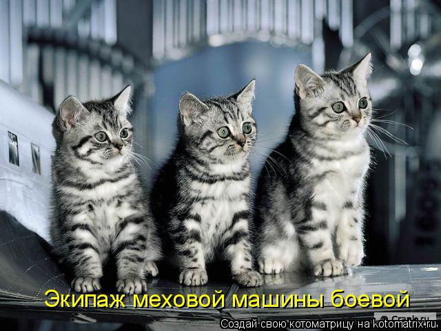 Экипаж меховой машины боевой... Котоматрица: Экипаж меховой машины боевой