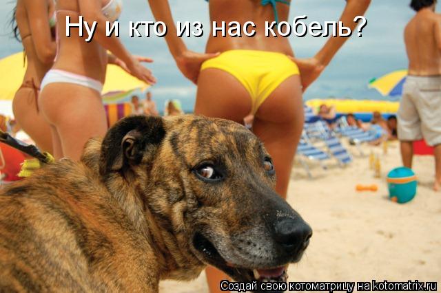 Ну и кто из нас кобель?... Котоматрица: Ну и кто из нас кобель?