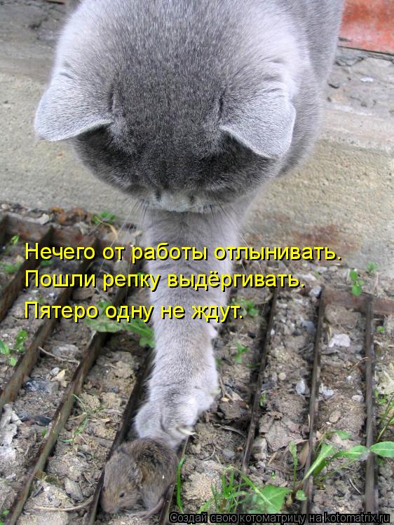 Котоматрица: Нечего от работы отлынивать. Пошли репку выдёргивать. Пятеро одну не ждут.