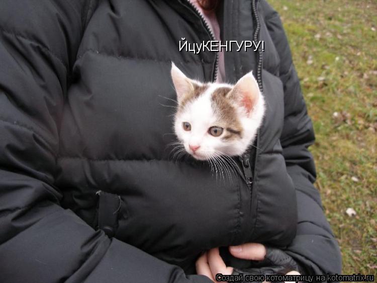ЙцуКЕНГУРУ!... Котоматрица: ЙцуКЕНГУРУ!