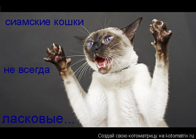 сиамские кошки не всегда ласковые ...... Котоматрица: сиамские кошки не всегда ласковые ...