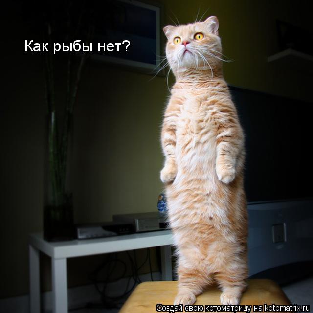 Как рыбы нет?... Котоматрица: Как рыбы нет?