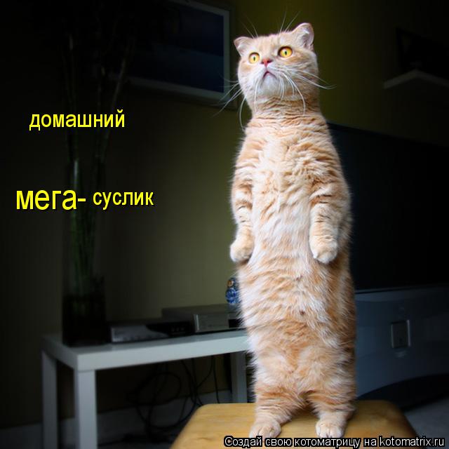 домашний мега- суслик... Котоматрица: домашний мега- суслик