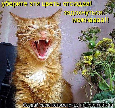 уберите эти цветы отсюдаа! задохнуться можнаааа!!... Котоматрица: уберите эти цветы отсюдаа! задохнуться можнаааа!!