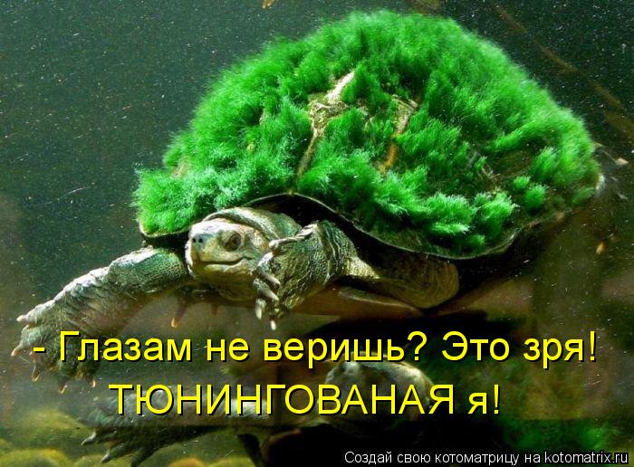 - Глазам не веришь? Это зря! ТЮНИНГОВАНАЯ я!... Котоматрица: - Глазам не веришь? Это зря! ТЮНИНГОВАНАЯ я!