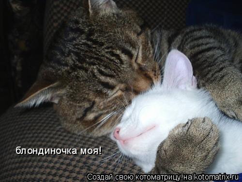 блондиночка моя!... Котоматрица: блондиночка моя!