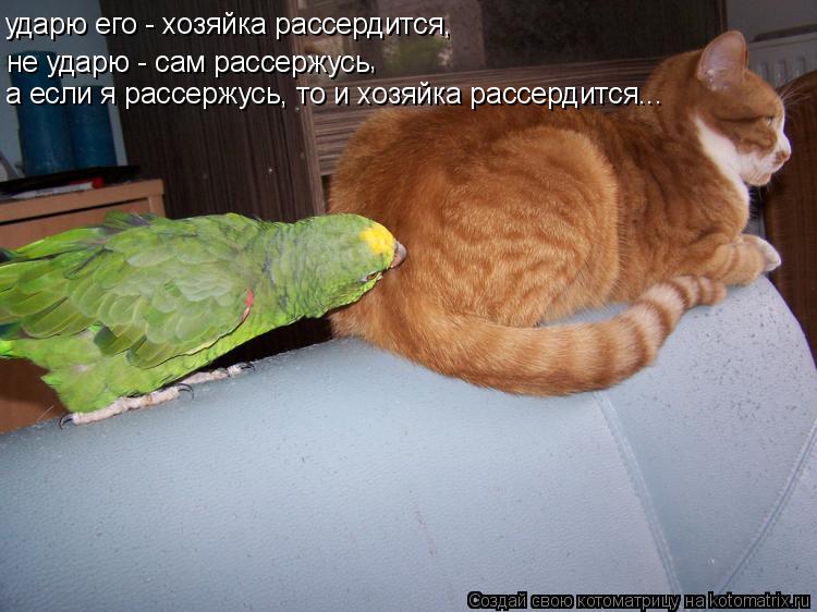 не ударю - сам рассержусь ударю его - хозяйка рассердится, , а если я рассержусь, то и хозяйка рассер... Котоматрица: не ударю - сам рассержусь ударю его - хозяйка рассердится, , а если я рассержусь, то и хозяйка рассердится...