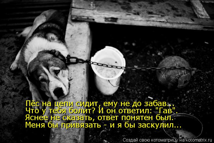 Пёс на цепи сидит, ему не до забав... Что у тебя болит? И он ответил: "Гав". Яснее не сказать, ответ ... Котоматрица: Пёс на цепи сидит, ему не до забав... Что у тебя болит? И он ответил: "Гав". Яснее не сказать, ответ понятен был. Меня бы привязать - и я бы заскули