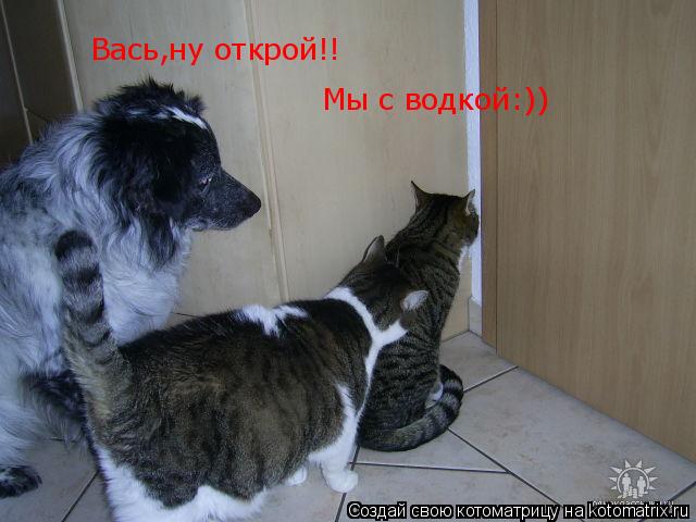 Вась,ну открой!! Мы с водкой:))... Котоматрица: Вась,ну открой!! Мы с водкой:))
