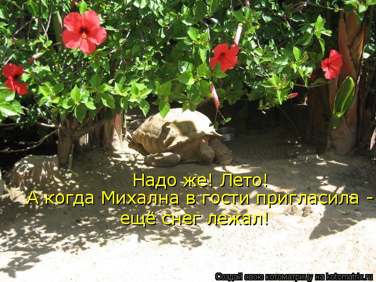 Надо же! Лето! А когда Михална в гости пригласила - ещё снег лежал!... Котоматрица: Надо же! Лето! А когда Михална в гости пригласила - ещё снег лежал!