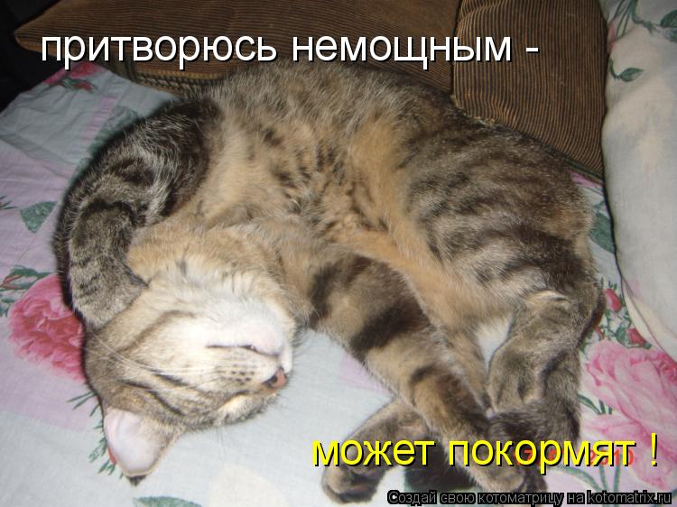 притворюсь немощным - может покормят !... Котоматрица: притворюсь немощным - может покормят !