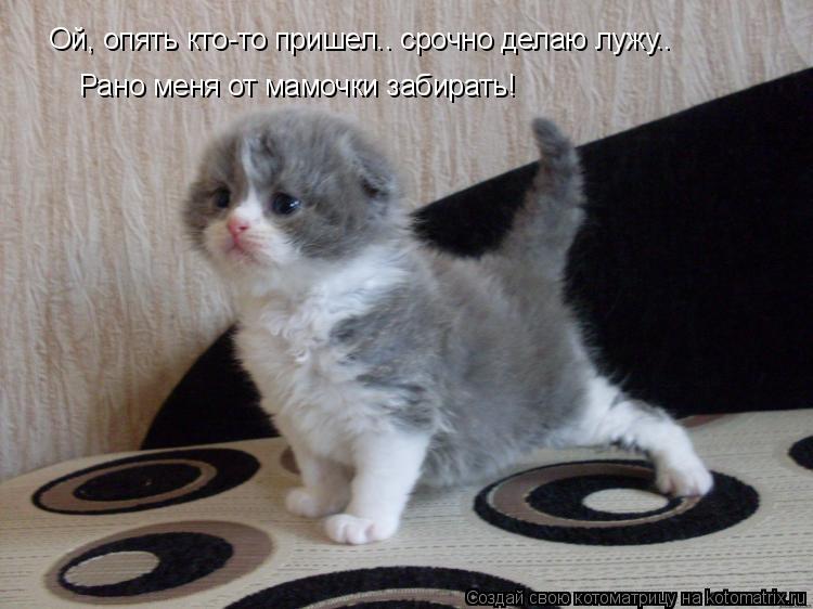 Котоматрица: Ой, опять кто-то пришел.. срочно делаю лужу.. Рано меня от мамочки забирать!