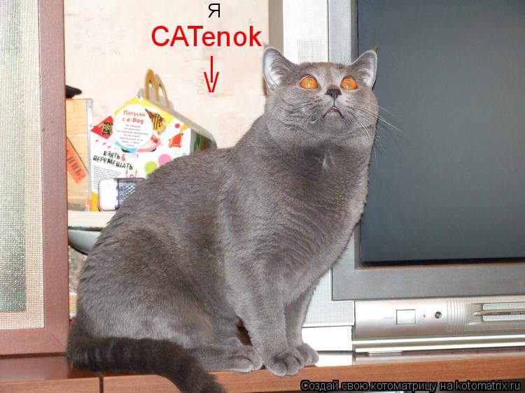 Я CATenok | /... Котоматрица: Я CATenok | /