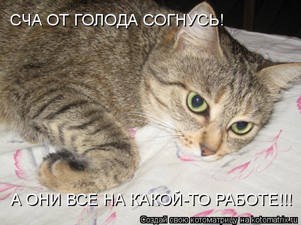 СЧА ОТ ГОЛОДА СОГНУСЬ! А ОНИ ВСЕ НА КАКОЙ-ТО РАБОТЕ!!!... Котоматрица: СЧА ОТ ГОЛОДА СОГНУСЬ! А ОНИ ВСЕ НА КАКОЙ-ТО РАБОТЕ!!!
