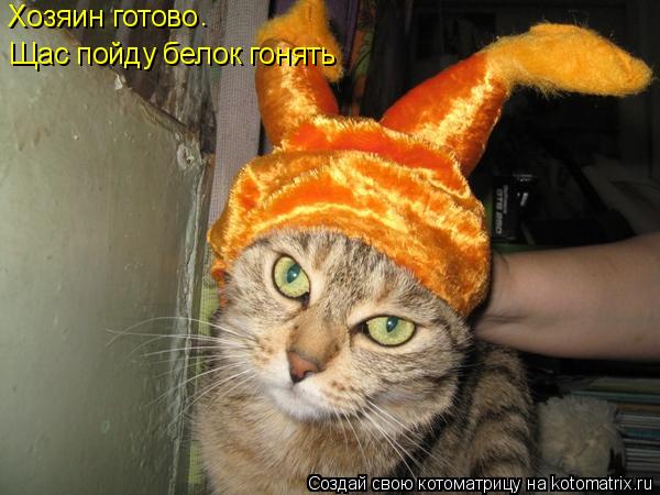 Хозяин готово Щас пойду белок гонять .... Котоматрица: Хозяин готово Щас пойду белок гонять .