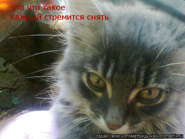 это что такое Каждый стремится снять... Котоматрица: это что такое Каждый стремится снять