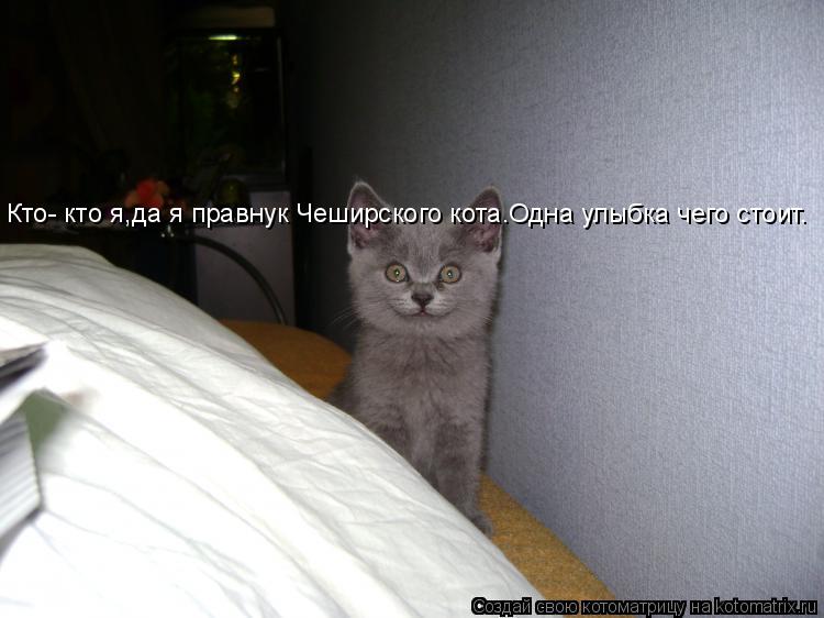 Кто- кто я,да я правнук Чеширского кота.Одна улыбка чего стоит.... Котоматрица: Кто- кто я,да я правнук Чеширского кота.Одна улыбка чего стоит.