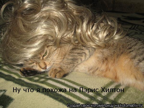 Ну что я похожа на Пэрис Хилтон... Котоматрица: Ну что я похожа на Пэрис Хилтон