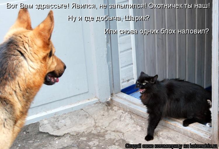 Вот Вам здрассьте! Явился, не запылился! Охотничек ты наш! Ну и где добыча, Шарик? Или снова одних ... Котоматрица: Вот Вам здрассьте! Явился, не запылился! Охотничек ты наш! Ну и где добыча, Шарик? Или снова одних блох наловил?