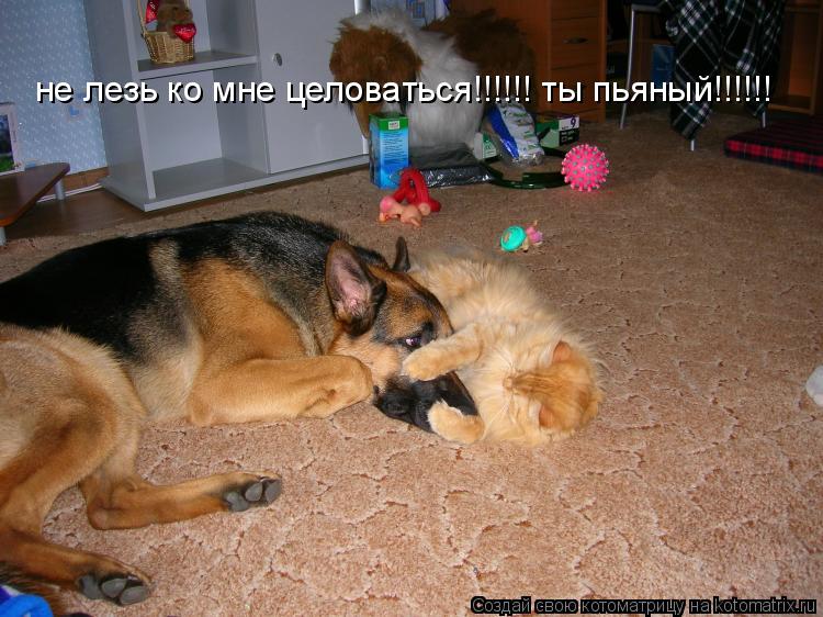 не лезь ко мне целоваться!!!!!! ты пьяный!!!!!!... Котоматрица: не лезь ко мне целоваться!!!!!! ты пьяный!!!!!!