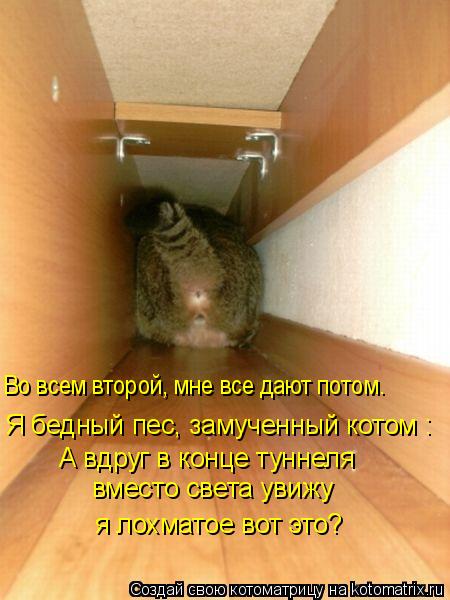 Котоматрица: А вдруг в конце туннеля вместо света увижу  я лохматое вот это? Я бедный пес, замученный котом : Во всем второй, мне все дают потом.