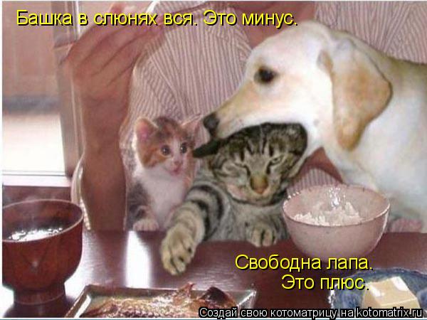 Башка в слюнях вся. Это минус. Свободна лапа. Это плюс.... Котоматрица: Башка в слюнях вся. Это минус. Свободна лапа. Это плюс.