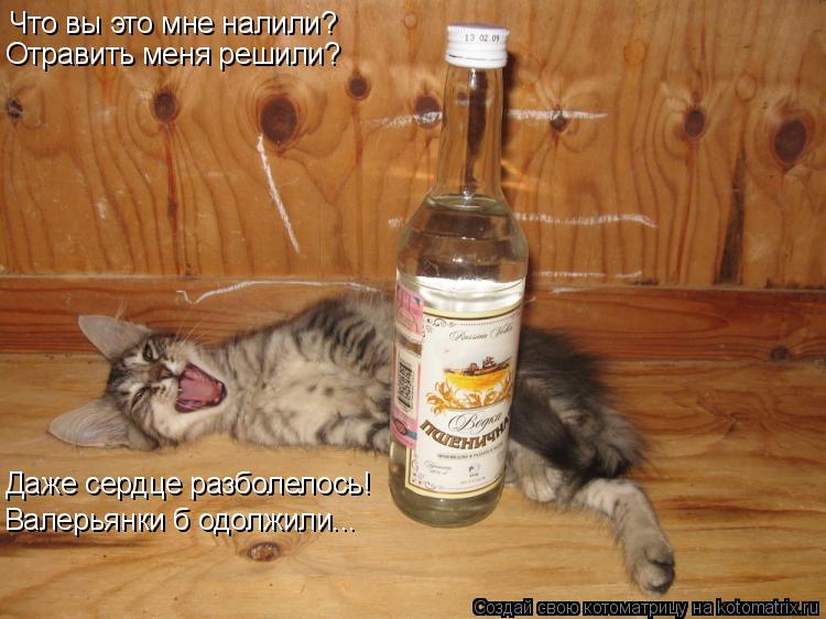 Что вы это мне налили? Отравить меня решили? Даже сердце разболелось! Валерьянки б одолжили...... Котоматрица: Что вы это мне налили? Отравить меня решили? Даже сердце разболелось! Валерьянки б одолжили...