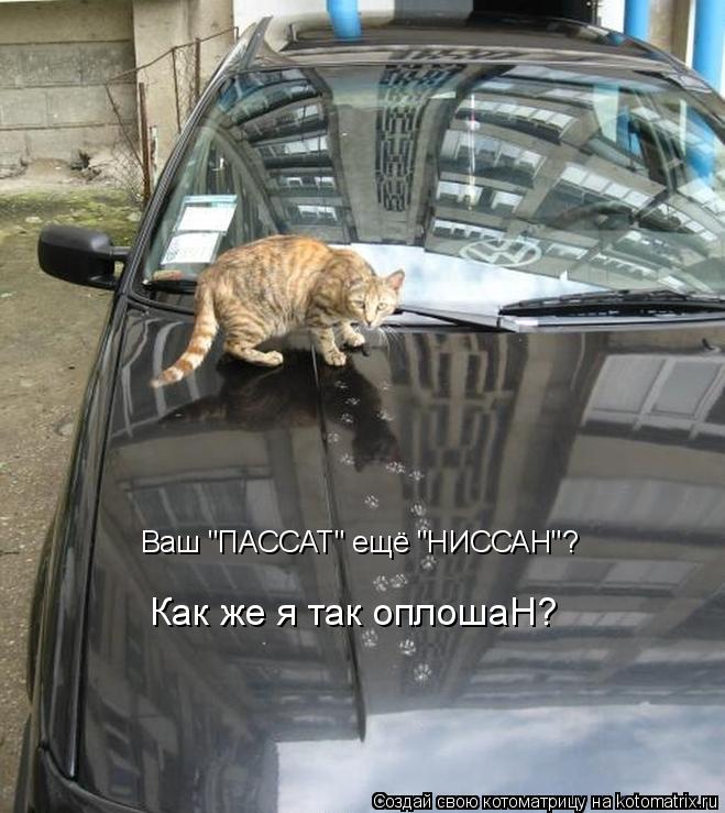 Ваш "ПАССАТ" ещё "НИССАН"? Как же я так оплошаН?... Котоматрица: Ваш "ПАССАТ" ещё "НИССАН"? Как же я так оплошаН?