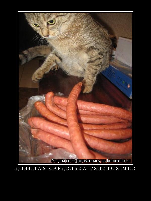 Длинная сарделька тянится мне ... Котоматрица: Длинная сарделька тянится мне