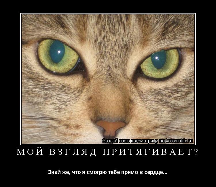 Мой взгляд притягивает? Знай же, что я смотрю тебе прямо в сердце...... Котоматрица: Мой взгляд притягивает? Знай же, что я смотрю тебе прямо в сердце...