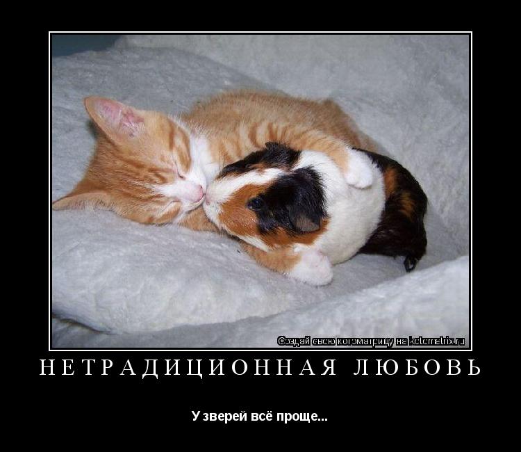Нетрадиционная любовь У зверей всё проще...... Котоматрица: Нетрадиционная любовь У зверей всё проще...