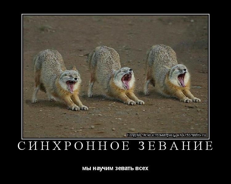 Котоматрица: синхронное зевание мы научим зевать всех