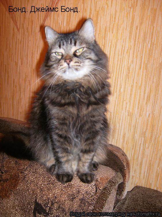 Бонд. Джеймс Бонд.... Котоматрица: Бонд. Джеймс Бонд.