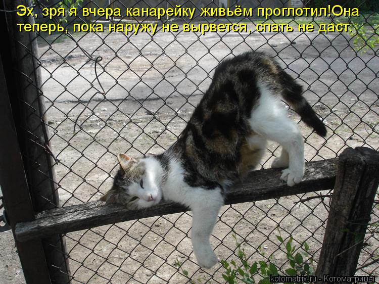 Котоматрица: Эх, зря я вчера канарейку живьём проглотил!Она  теперь, пока наружу не вырвется, спать не даст.