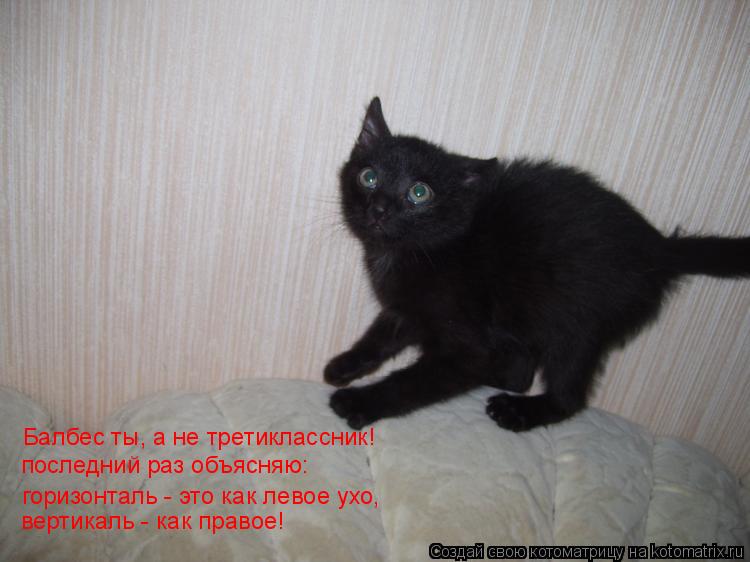 Котоматрица: Балбес ты, а не третиклассник! Балбес ты, а не третиклассник! последний раз объясняю: горизонталь - это как левое ухо, вертикаль - как правое!
