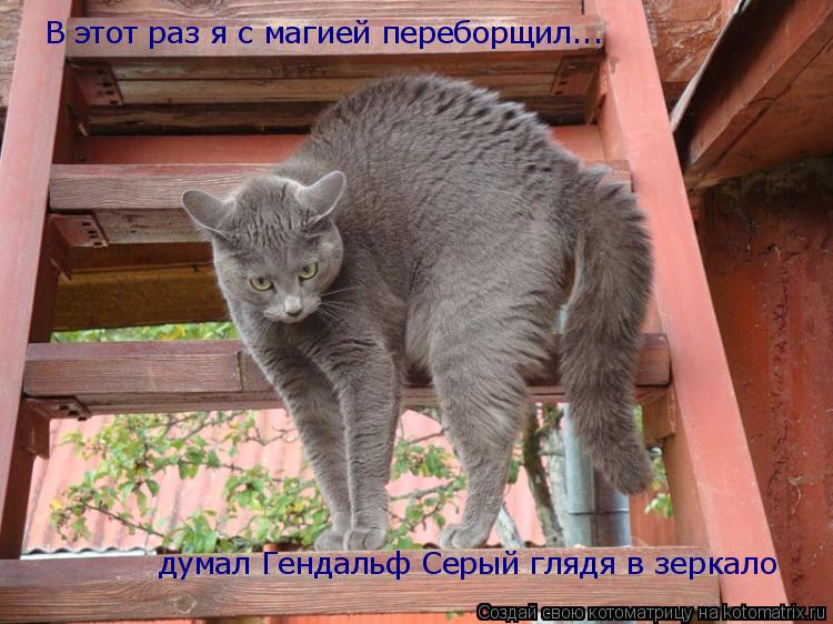 В этот раз я с магией переборщил... думал Гендальф Серый глядя в зеркало... Котоматрица: В этот раз я с магией переборщил... думал Гендальф Серый глядя в зеркало