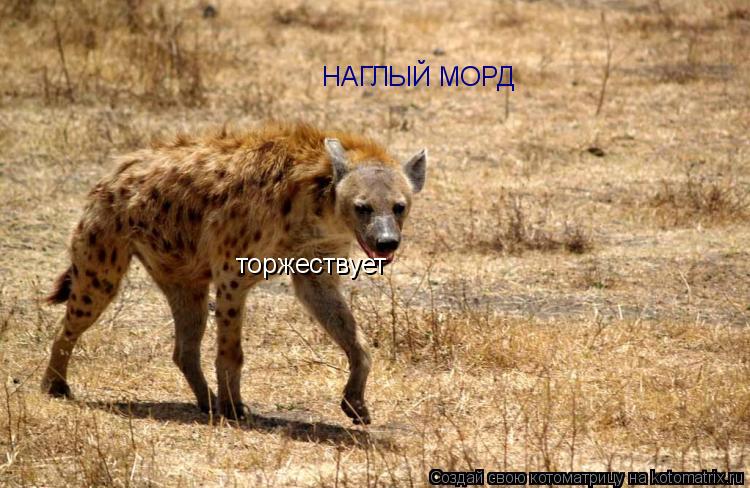 НАГЛЫЙ МОРД торжествует... Котоматрица: НАГЛЫЙ МОРД торжествует