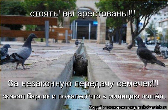 стоять! вы арестованы!!! За незаконную передачу семечек!!! сказал барсик и пожалел что в милицию пошё... Котоматрица: стоять! вы арестованы!!! За незаконную передачу семечек!!! сказал барсик и пожалел что в милицию пошёл.