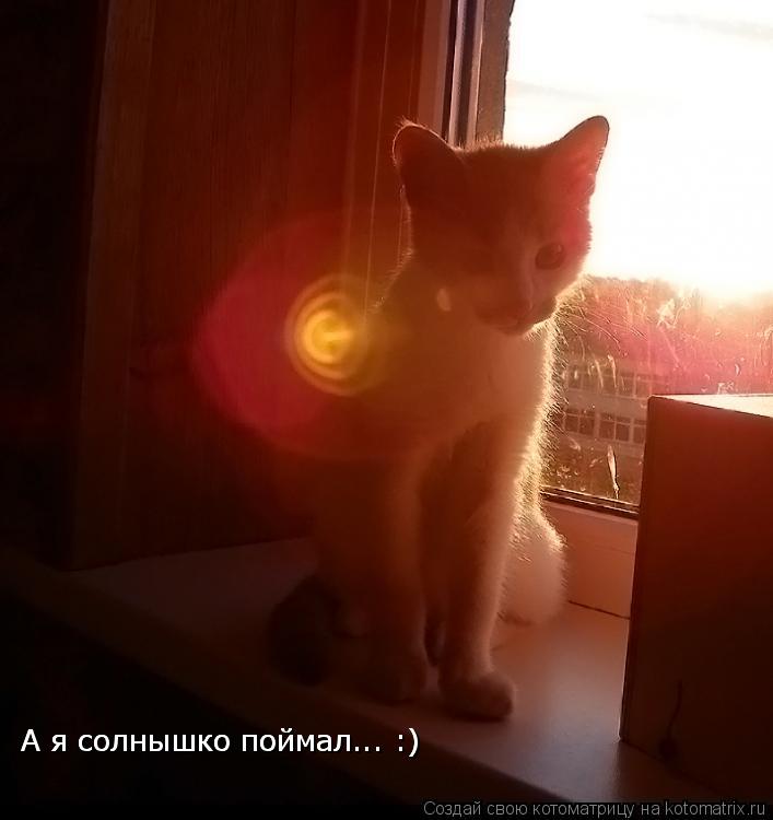 А я солнышко поймал... :) А я солнышко поймал... :)... Котоматрица: А я солнышко поймал... :) А я солнышко поймал... :)