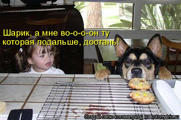 Шарик, а мне во-о-о-он ту которая подальше, достань!... Котоматрица: Шарик, а мне во-о-о-он ту которая подальше, достань!