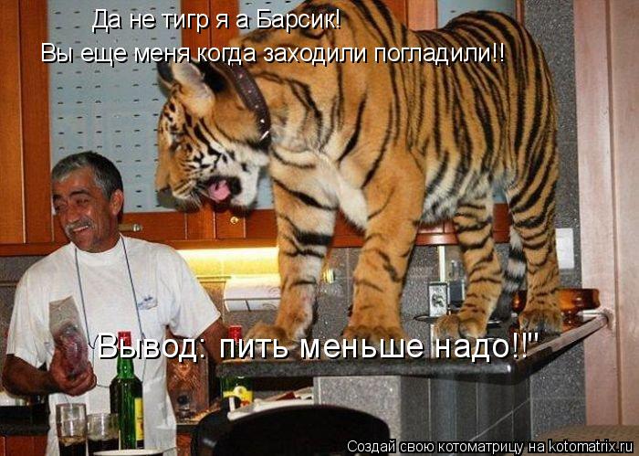 Вы еще меня когда заходили погладили!! Да не тигр я а Барсик! Вывод: пить меньше надо!!"... Котоматрица: Вы еще меня когда заходили погладили!! Да не тигр я а Барсик! Вывод: пить меньше надо!!"