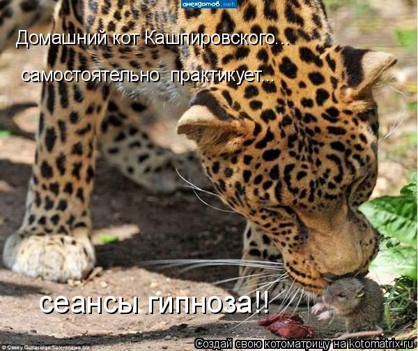 Домашний кот Кашпировского... самостоятельно практикует... сеансы гипноза!!... Котоматрица: Домашний кот Кашпировского... самостоятельно практикует... сеансы гипноза!!