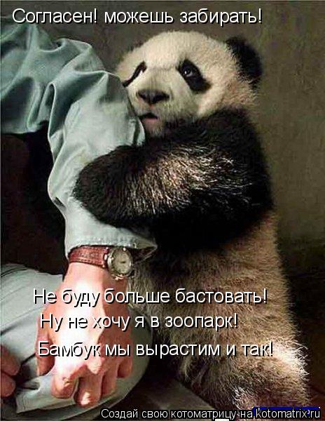 Согласен! можешь забирать! Не буду больше бастовать! Ну не хочу я в зоопарк! Бамбук мы вырастим и так... Котоматрица: Согласен! можешь забирать! Не буду больше бастовать! Ну не хочу я в зоопарк! Бамбук мы вырастим и так!