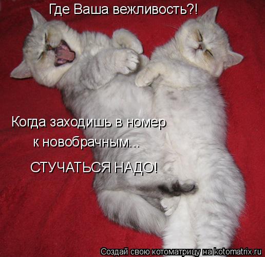 Где Ваша вежливость?! Когда заходишь в номер к новобрачным... СТУЧАТЬСЯ НАДО!... Котоматрица: Где Ваша вежливость?! Когда заходишь в номер к новобрачным... СТУЧАТЬСЯ НАДО!