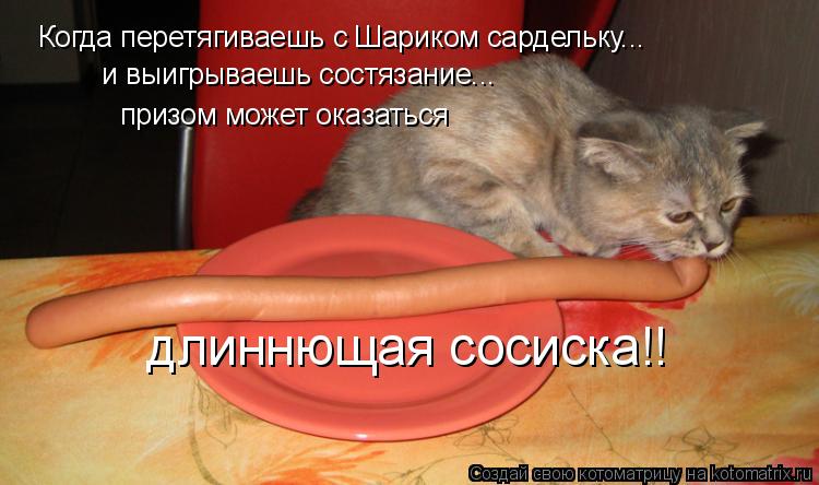 Когда перетягиваешь с Шариком сардельку... и выигрываешь состязание... призом может оказаться длиннющ... Котоматрица: Когда перетягиваешь с Шариком сардельку... и выигрываешь состязание... призом может оказаться длиннющая сосиска!!