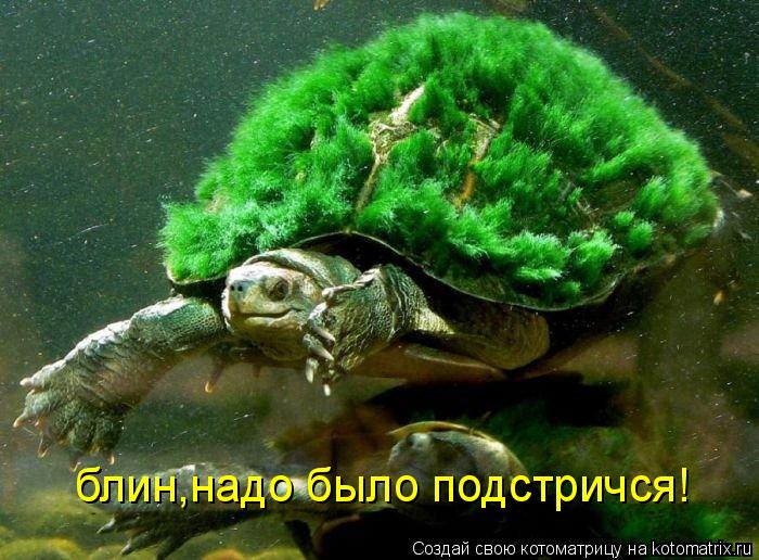 блин,надо было подстричся!... Котоматрица: блин,надо было подстричся!