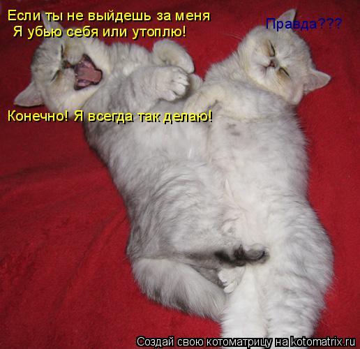 Если ты не выйдешь за меня Я убью себя или утоплю! Правда??? Конечно! Я всегда так делаю!... Котоматрица: Если ты не выйдешь за меня Я убью себя или утоплю! Правда??? Конечно! Я всегда так делаю!