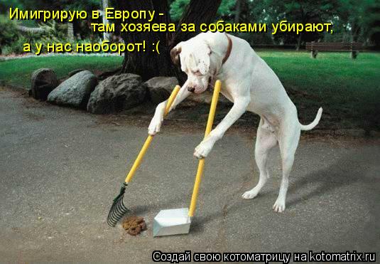Имигрирую в Европу - там хозяева за собаками убирают, а у нас наоборот! :(... Котоматрица: Имигрирую в Европу - там хозяева за собаками убирают, а у нас наоборот! :(