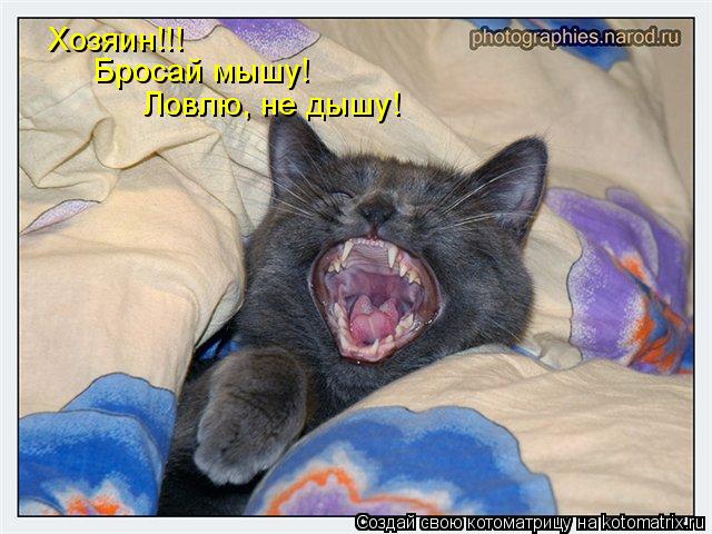 Хозяин!!! Бросай мышу! Ловлю, не дышу!... Котоматрица: Хозяин!!! Бросай мышу! Ловлю, не дышу!