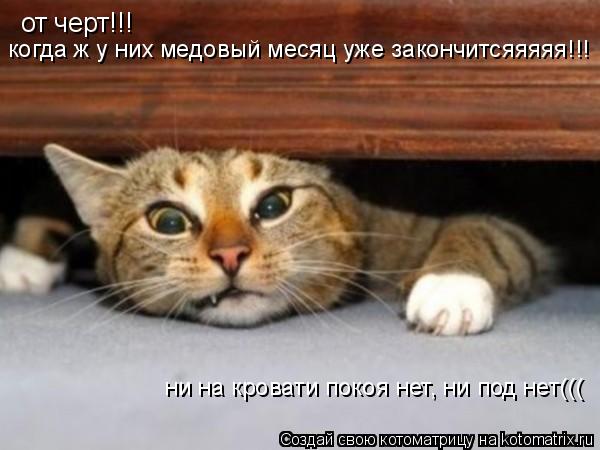 от черт!!! когда ж у них медовый месяц уже закончитсяяяяя!!! ни на кровати покоя нет, ни под нет(((... Котоматрица: от черт!!! когда ж у них медовый месяц уже закончитсяяяяя!!! ни на кровати покоя нет, ни под нет(((